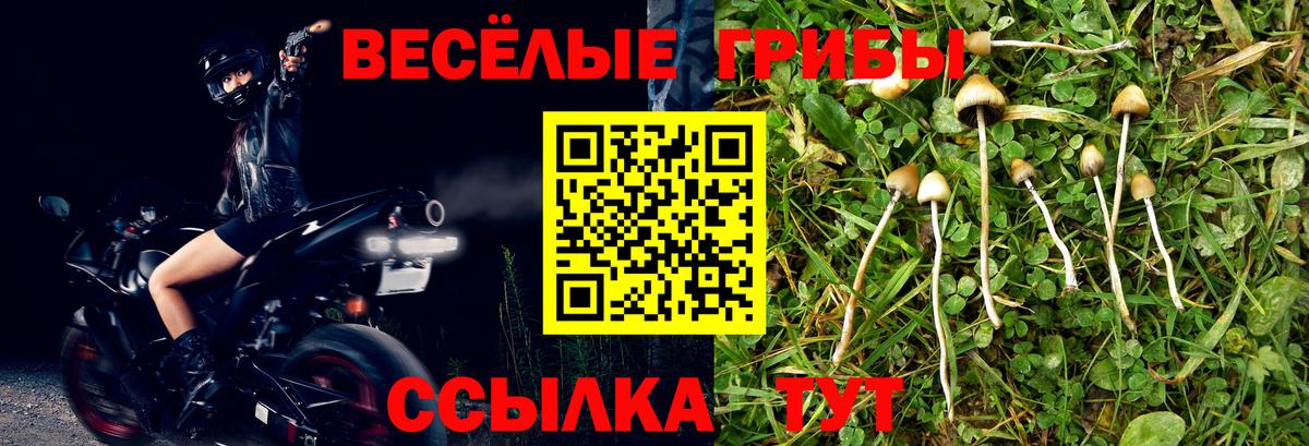 Псилоцибиновые грибы Psilocybe Темрюк